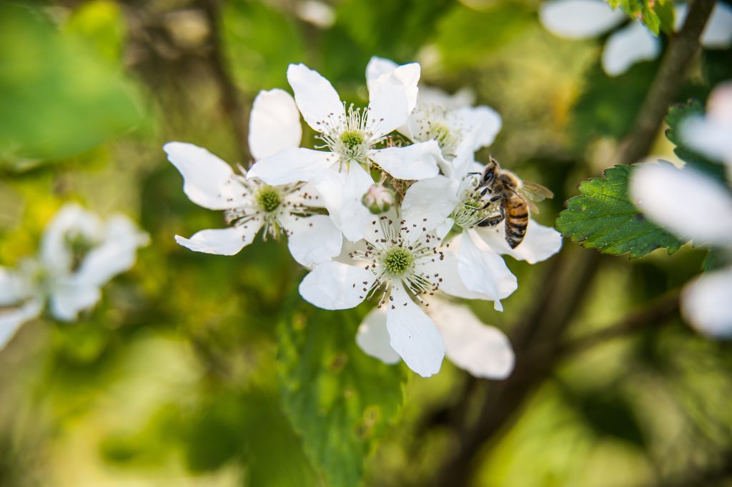 Honey Bee Forages on Blackberry Blossoms.