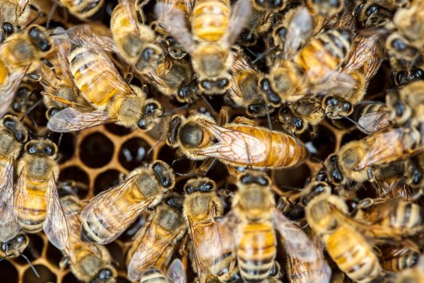 italian queen bee with workers